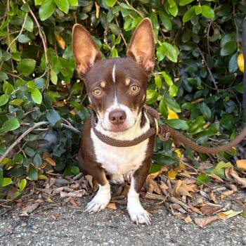 Chihuahua Dogs Available for Adoption in Goleta, California - Dulce | PetCurious