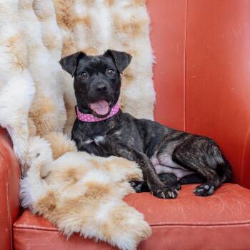 Bella Nova -  Pug and Mixed Breed Dog for Adoption in Los Angeles, California - Bella Nova | PetCurious