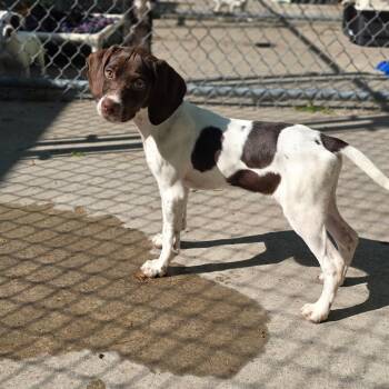 German Shorthaired Pointer Dogs Available for Adoption in East Hanover, New Jersey - Harlow | PetCurious