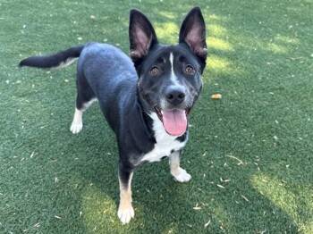 KENNEDY -  German Shepherd Dog and Pit Bull Terrier Dog for Adoption in Antioch, California - KENNEDY | PetCurious