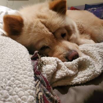 Ginger -  Chow Chow Dog for Adoption in Santa Ana, California - Ginger | PetCurious