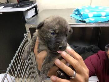 German Shepherd Dog and Mixed Breed Dogs Available for Adoption - TANK | PetCurious