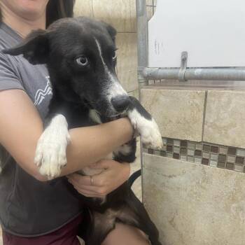 Kimchi -  Labrador Retriever Dog for Adoption in Austin, Texas - Kimchi | PetCurious