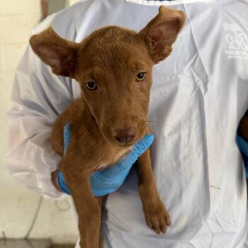 Caterpie -  Pit Bull Terrier Dog for Adoption in Edinburg, Texas - Caterpie | PetCurious