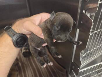 Rescue American Staffordshire Terrier and Mixed Breed Dogs for Adoption in Houston, Texas - A643095 | PetCurious