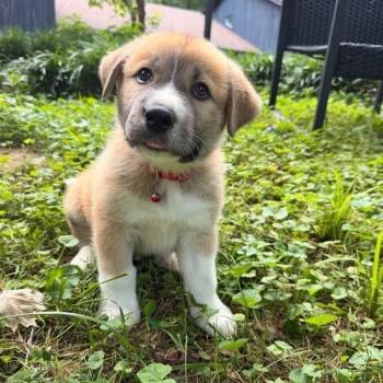 Fanta -  Great Pyrenees Dog for Adoption in Chattanooga, Tennessee - Fanta | PetCurious