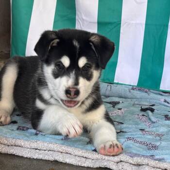 Pita -  Husky and Shepherd Dog for Adoption in Pasadena, California - Pita | PetCurious