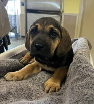 Bloodhound and Shepherd Dogs Available for Adoption - Darcy | PetCurious