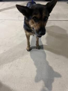 German Shepherd Dog and Mixed Breed Dogs Available for Adoption in Doral, Florida - JASMINE | PetCurious