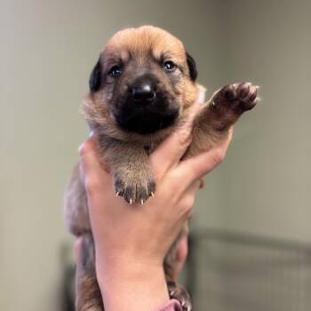 Kirk -  Shepherd Dog for Adoption in Springboro, Ohio - Kirk | PetCurious