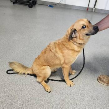 Honey -  Golden Retriever Dog for Adoption in Plainfield, Illinois - Honey | PetCurious