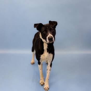 Labrador Retriever Dogs Available for Adoption in Lawrenceville, Georgia - Ic 7d Sasha | PetCurious