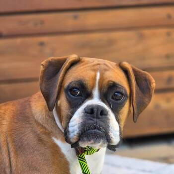 Lady -  Boxer Dog for Adoption in Woodinville, Washington - Lady | PetCurious