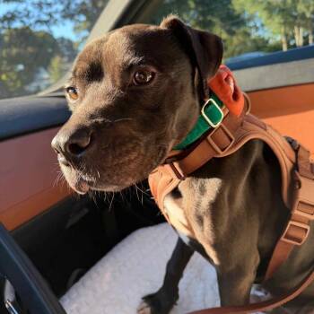 Blue -  Pit Bull Terrier Dog for Adoption in Austell, Georgia - Blue | PetCurious
