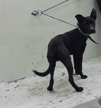 Labrador Retriever and Mixed Breed Dogs Available for Adoption in Houston, Texas - BOY | PetCurious