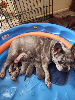 Piglet -  French Bulldog Dog for Sale in Clementon, New Jersey - Piglet | PetCurious