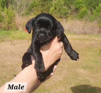 Labrador Retriever Dogs Available for Adoption in West Palm Beach, Florida - Ernie | PetCurious