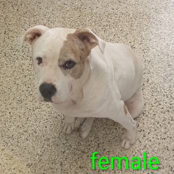 Rescue Mixed Breed Dogs for Adoption in Loxahatchee Groves, Florida - Kate 1018 | PetCurious