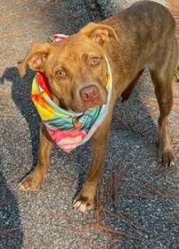 Maribel -  Pit Bull Terrier Dog for Adoption in Shillington, Pennsylvania - Maribel | PetCurious