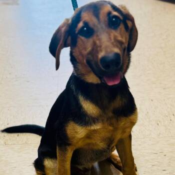 JACKSON -  German Shepherd Dog and Mixed Breed Dog for Adoption in Lucedale, Mississippi - JACKSON | PetCurious