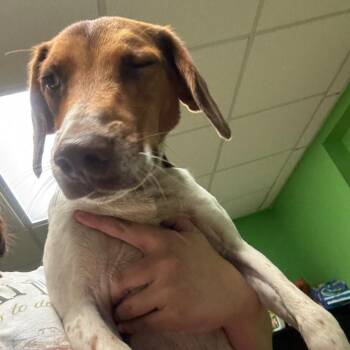 Tobi -  Mixed Breed Dog for Adoption in Corbin, Kentucky - Tobi | PetCurious