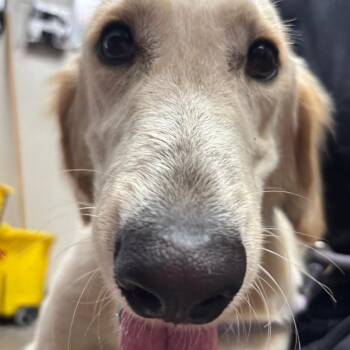 Pancho -  Labrador Retriever Dog for Adoption in Yuma, Arizona - Pancho | PetCurious