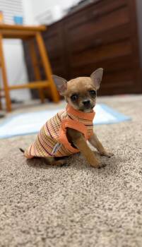 Billy -  Chihuahua Dog for Adoption in Midway, Utah - Billy | PetCurious