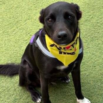 MONICA -  Labrador Retriever Dog for Adoption in Largo, Florida - MONICA | PetCurious
