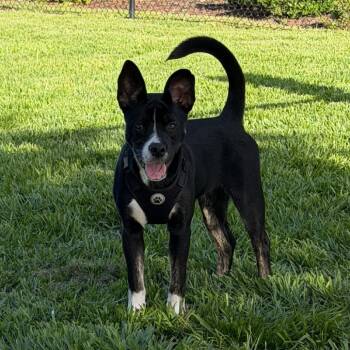 PeppyHare -  Retriever and Mixed Breed Dog for Adoption in Bradenton, Florida - PeppyHare | PetCurious