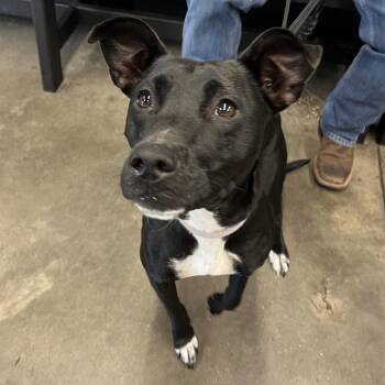 Stormi -  Black Labrador Retriever and Mixed Breed Dog for Adoption in Tampa, Florida - Stormi | PetCurious