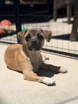 Oopsie -  Beagle and Chihuahua Dog for Adoption in Lafayette, California - Oopsie | PetCurious