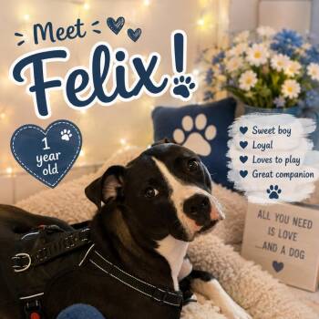 Felix -  Boston Terrier and Pit Bull Terrier Dog for Adoption in Waldorf, Maryland - Felix | PetCurious