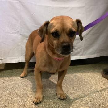 Cyndi -  Chihuahua and Dachshund Dog for Adoption in San Gabriel, California - Cyndi | PetCurious