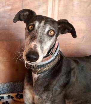 Shutterfly -  Galgo Spanish Greyhound Dog for Adoption in Winter Park, Florida - Shutterfly | PetCurious