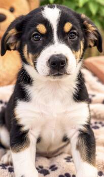 ANGUS -  Australian Shepherd and Hound Dog for Adoption in Margate, Florida - ANGUS | PetCurious