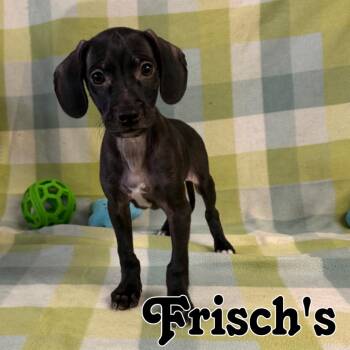 Frisch