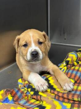 Tater -  German Shepherd Dog and Mixed Breed Dog for Adoption in Chillicothe, Ohio - Tater | PetCurious