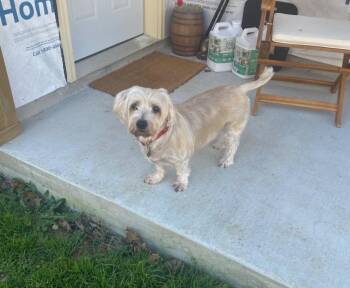 Lhasa Apso and Terrier Dogs Available for Adoption - Benji | PetCurious