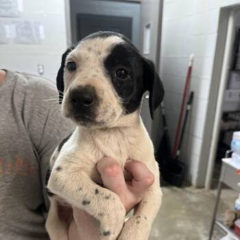 Pit Bull Terrier and Mixed Breed Dogs Available for Adoption in Clanton, Alabama - Babygirl | PetCurious