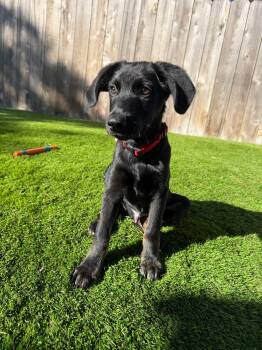 Teddy -  Black Labrador Retriever Dog for Adoption in Oriskany, New York - Teddy | PetCurious