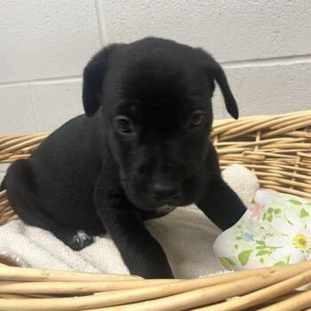 ZANDER -  Australian Kelpie and Mixed Breed Dog for Adoption in Rosenberg, Texas - ZANDER | PetCurious