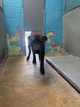 Mixed Breed Dogs Available for Adoption - Dillard | PetCurious