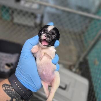 Apricot -  Chihuahua Dog for Adoption in Wahiawa, Hawaii - Apricot | PetCurious