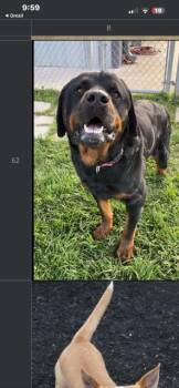 Maximus -  Rottweiler Dog for Adoption in Dayton, Minnesota - Maximus | PetCurious