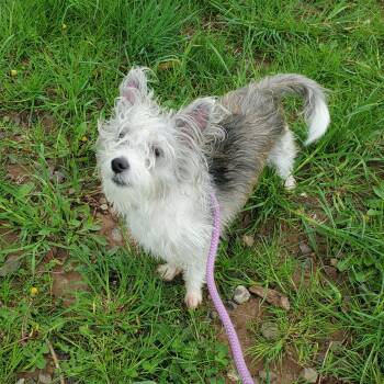 Terrier Dogs Available for Adoption in Jersey City, New Jersey - Magellan | PetCurious