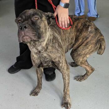 Rescue Cane Corso and Mixed Breed Dogs for Adoption in Huntington, West Virginia - Diamond | PetCurious