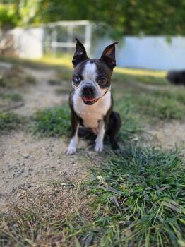 Rescue Boston Terrier Dogs for Adoption in Leicester, Massachusetts - Meadow | PetCurious