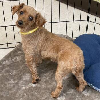 Berry -  Miniature Poodle Dog for Adoption in Milan, Illinois - Berry | PetCurious