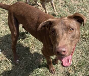 Rescue Terrier and Poodle Dogs for Adoption in Calera, Alabama - Dougie | PetCurious