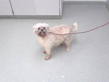 GIZMO -  Cairn Terrier and Mixed Breed Dog Available for Adoption in Omaha, Nebraska - GIZMO | PetCurious